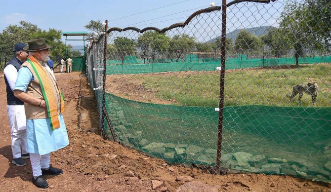 modi releases cheetah