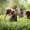 Siliguri tea garden India