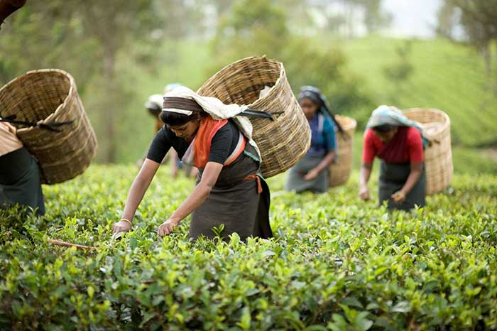 Siliguri tea garden India