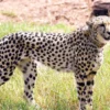 cheetah in kuno national park MP