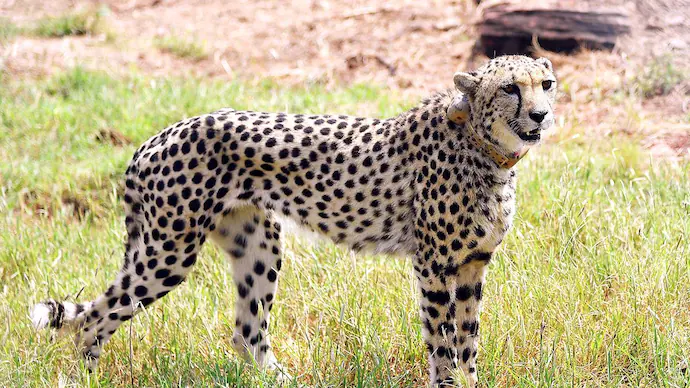 One more Cheetah released into the wild in Kuno National Park