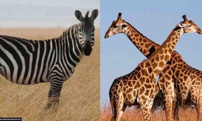 giraffe zebra assam zoo