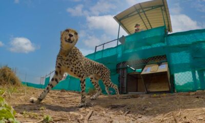 kuno national park Cheetahs