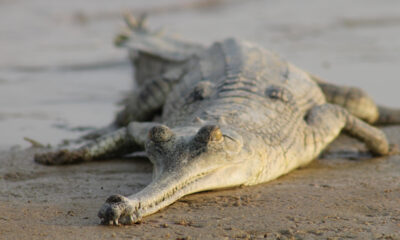 gharial from india