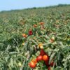 tomato field india