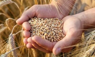 Ukraine grain import