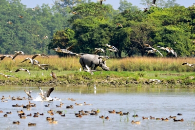 Landmark UN report reveals shocking state of wildlife