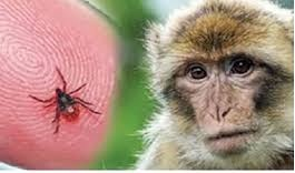 Monkey fever spreads in K’taka, 21 cases reported