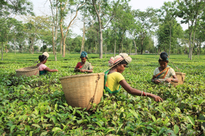 Scarce rain, excessive heat caused fall in tea production in Assam, Bengal: Industry