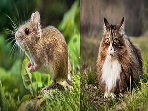 Experts express concern over bird flu spread in house mice, domestic cats in US