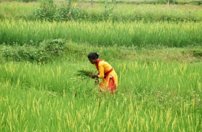 Area sown under kharif crops grows by 3 pc in current season