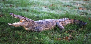 Doctor killed in crocodile attack in Australia