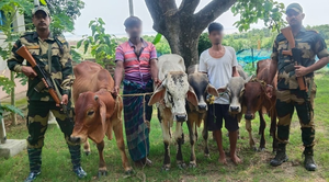 Two cattle smugglers arrested, 11 cattle heads seized along Indo-B’desh border